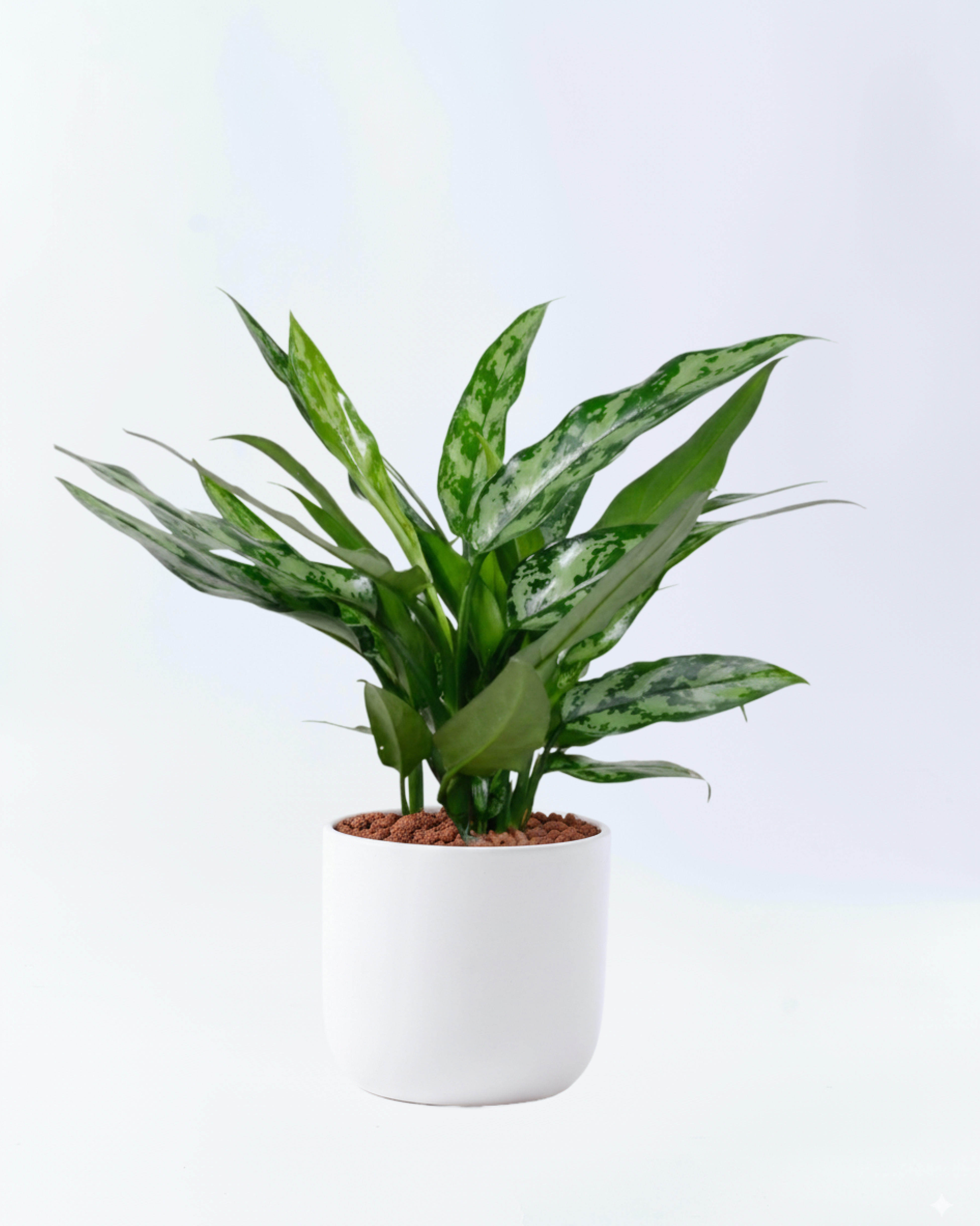 アグラオネマ マリア 5号陶器鉢 ハイドロカルチャー 高さ約45cm