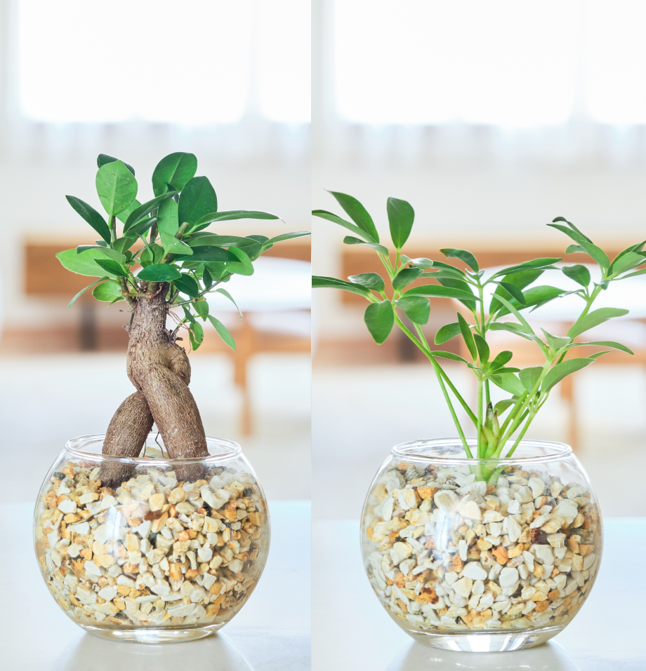 ガラスボールの育てるインテリア・選べる2点セット