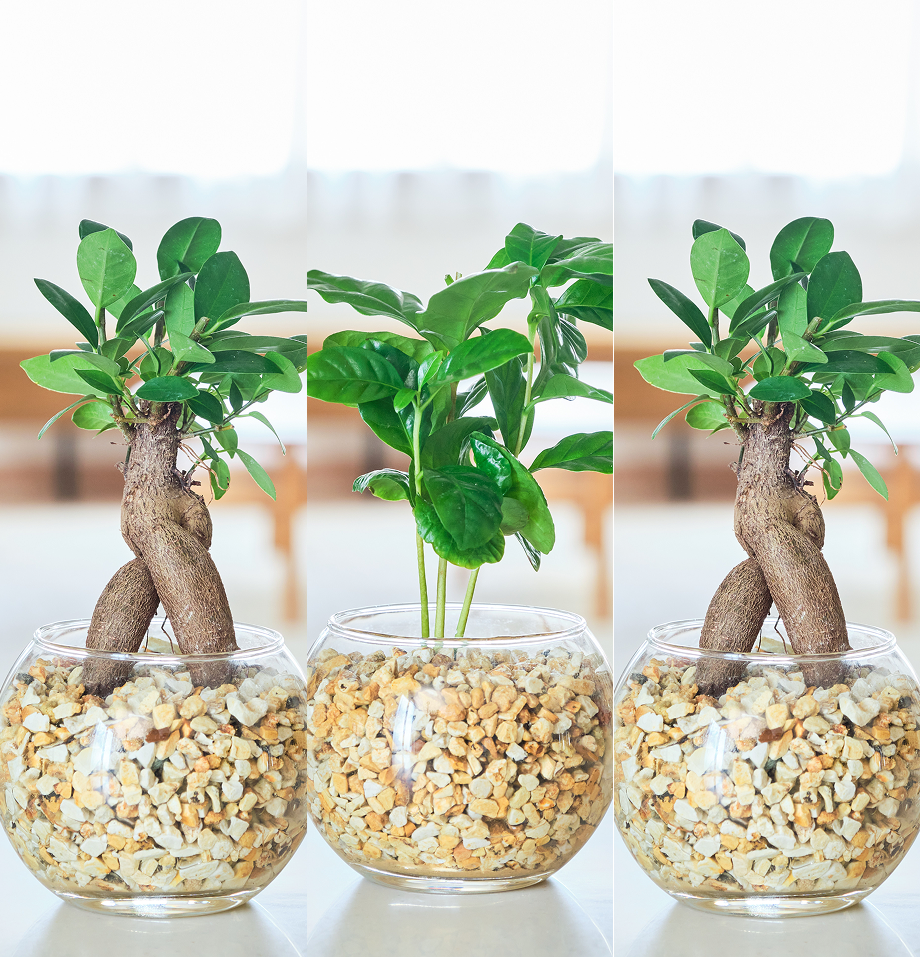 ガラスボールの育てるインテリア・選べる3点セット
