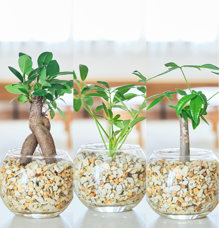ガラスボールの育てるインテリア・選べる3点セット