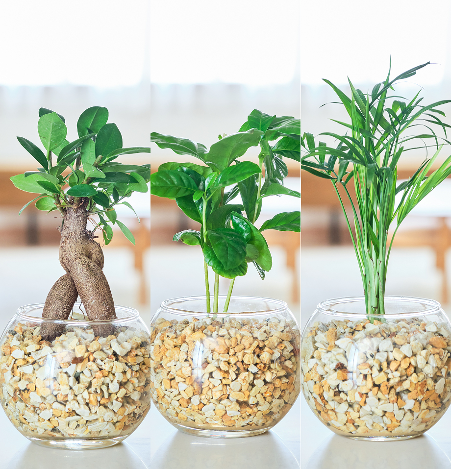 ガラスボールの育てるインテリア・選べる3点セット