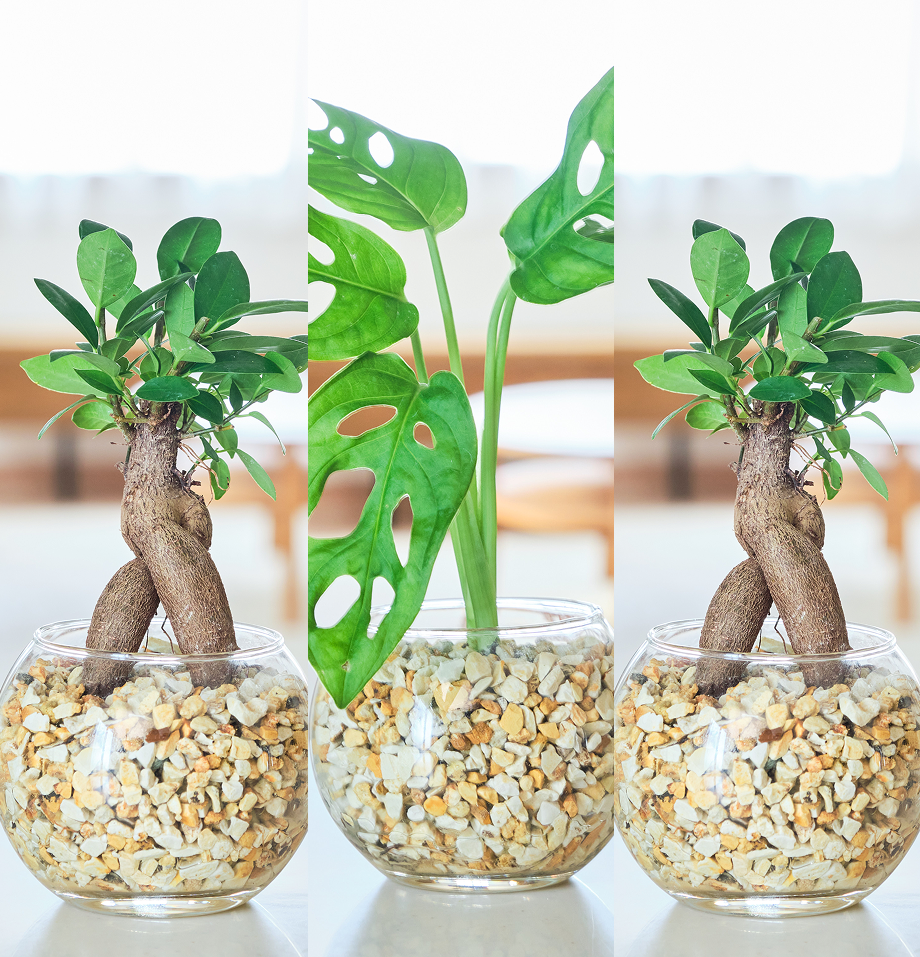 ガラスボールの育てるインテリア・選べる3点セット