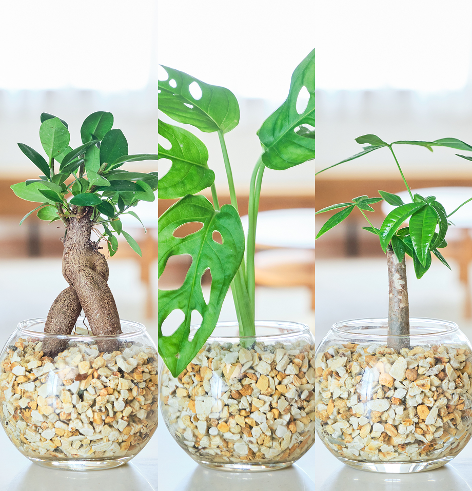 ガラスボールの育てるインテリア・選べる3点セット
