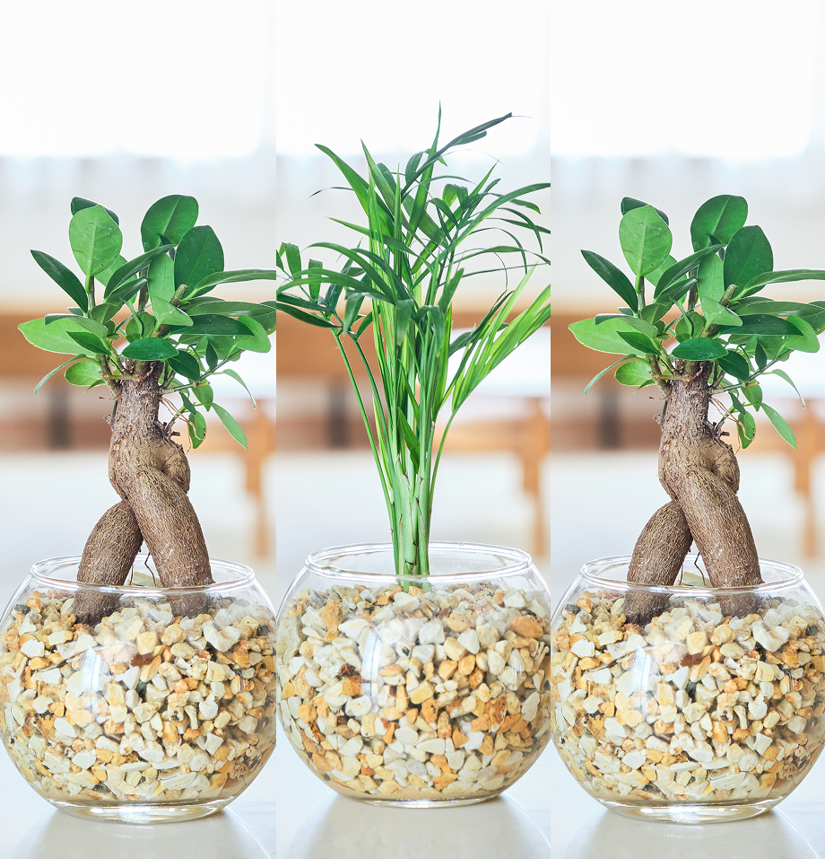 ガラスボールの育てるインテリア・選べる3点セット