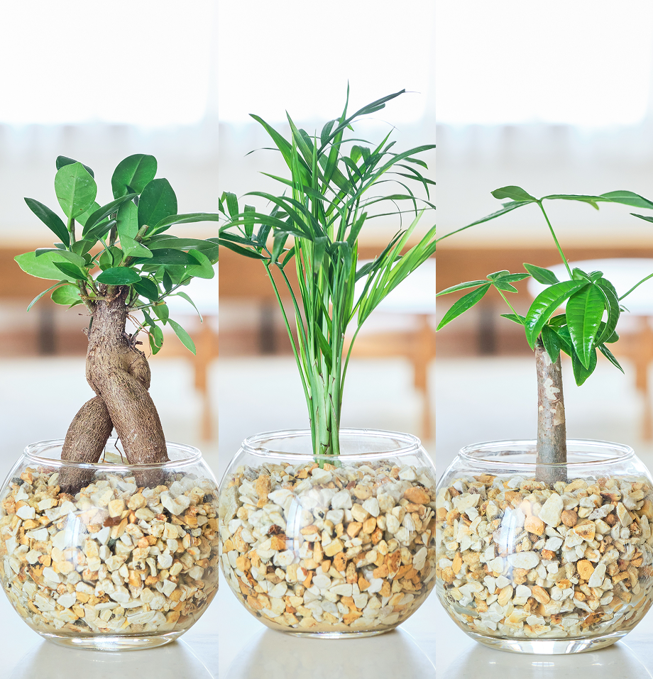 ガラスボールの育てるインテリア・選べる3点セット