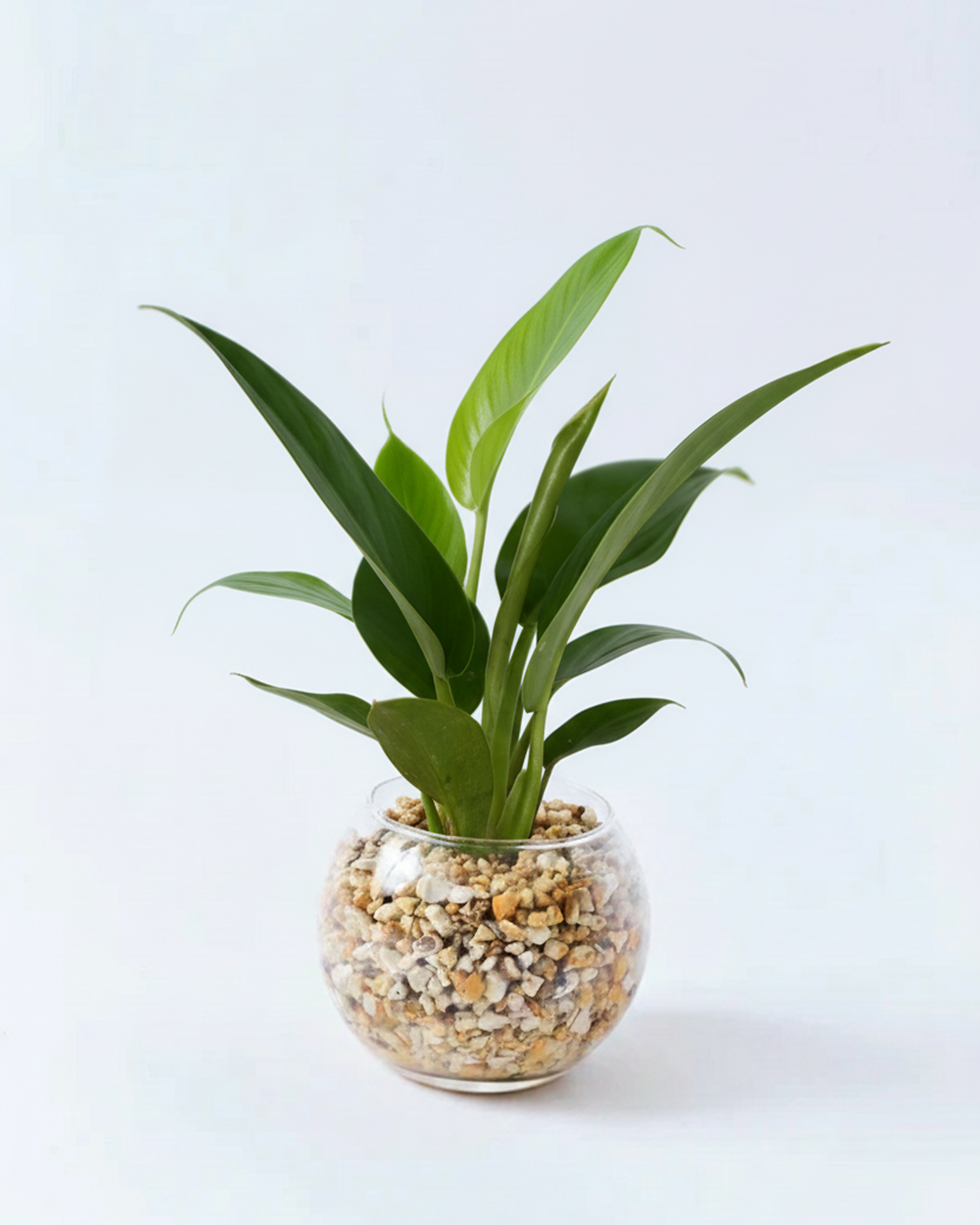 フィロデンドロン インペリアグリーン ハイドロカルチャー 高さ約15cm