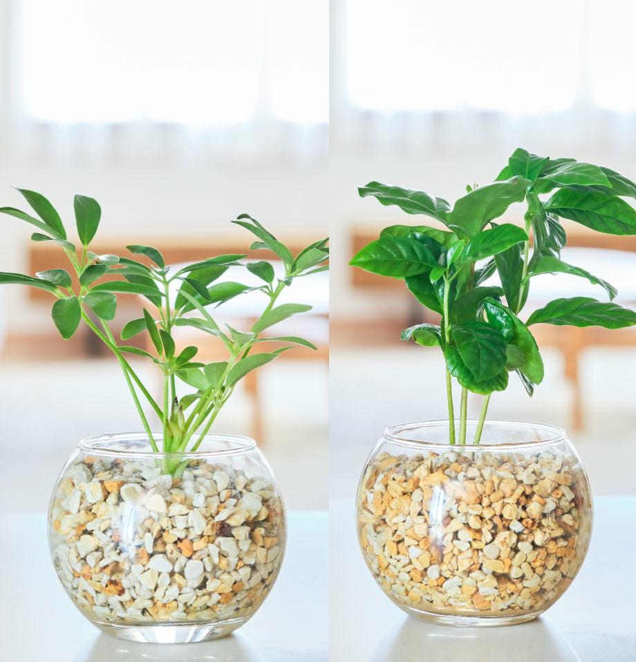 ガラスボールの育てるインテリア・選べる2点セット
