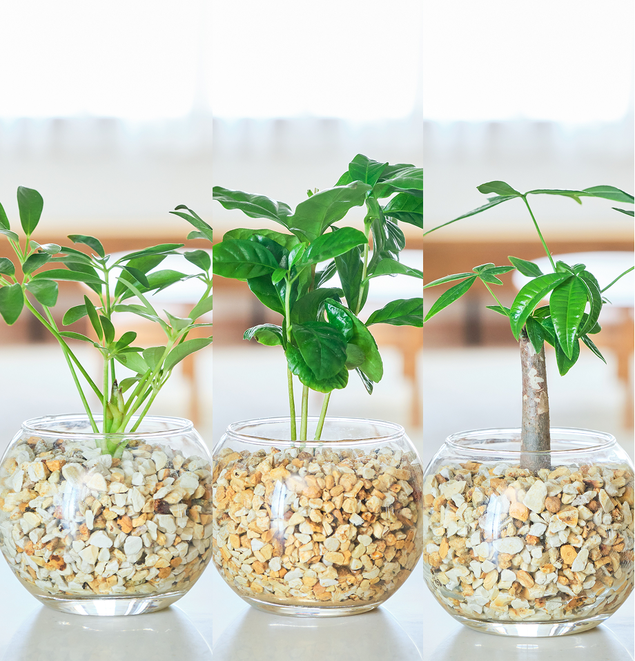 ガラスボールの育てるインテリア・選べる3点セット