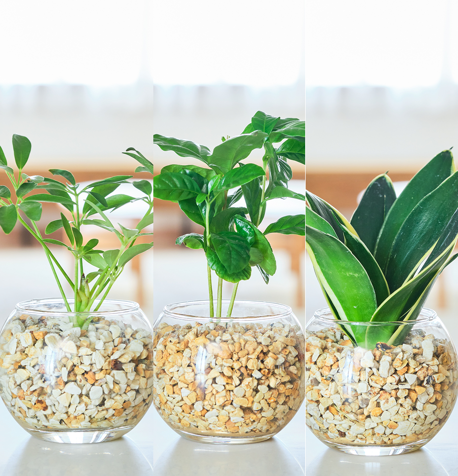ガラスボールの育てるインテリア・選べる3点セット