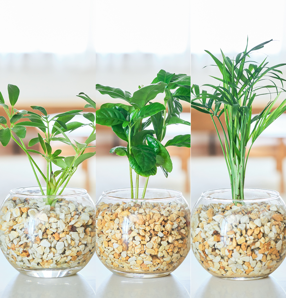 ガラスボールの育てるインテリア・選べる3点セット