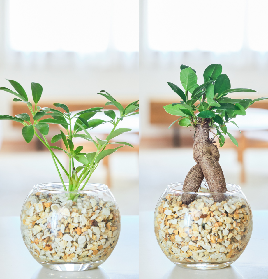 ガラスボールの育てるインテリア・選べる2点セット