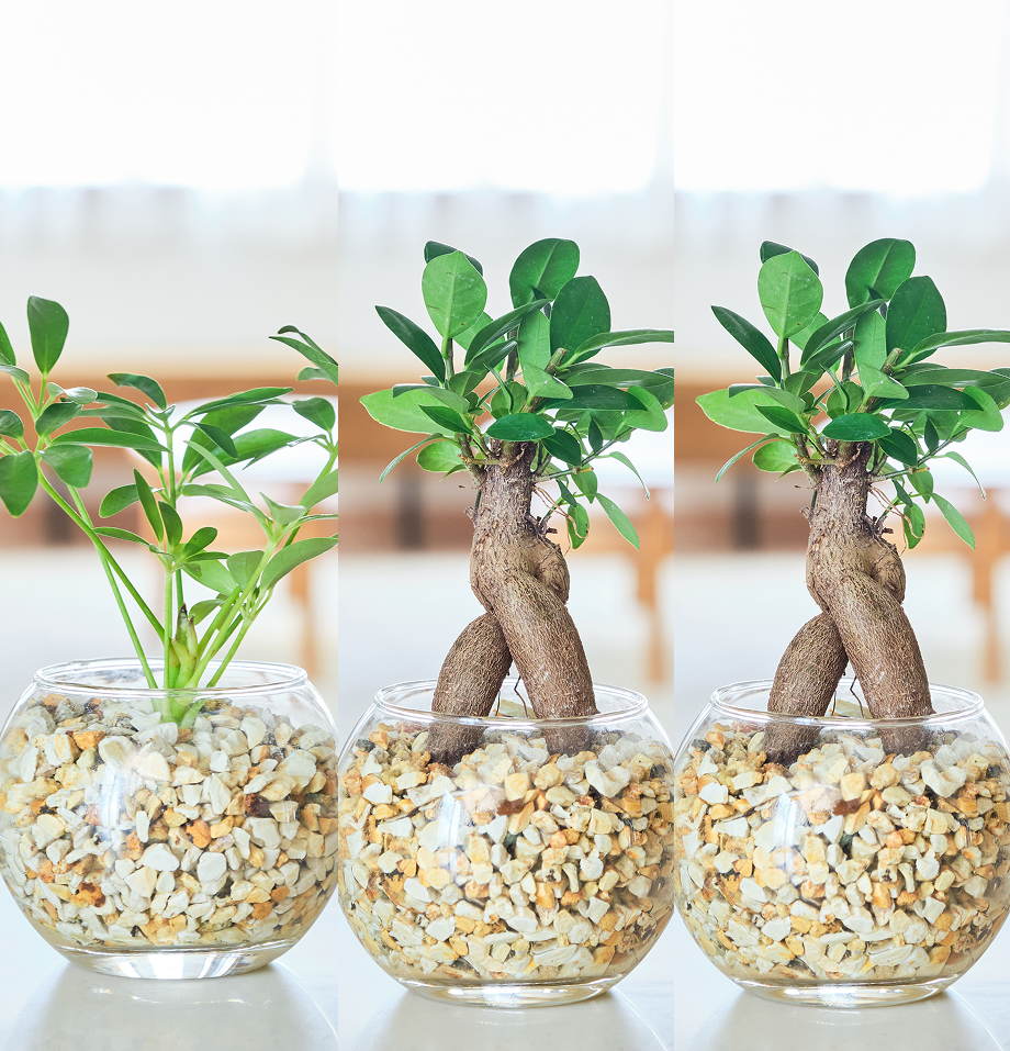 ガラスボールの育てるインテリア・選べる3点セット