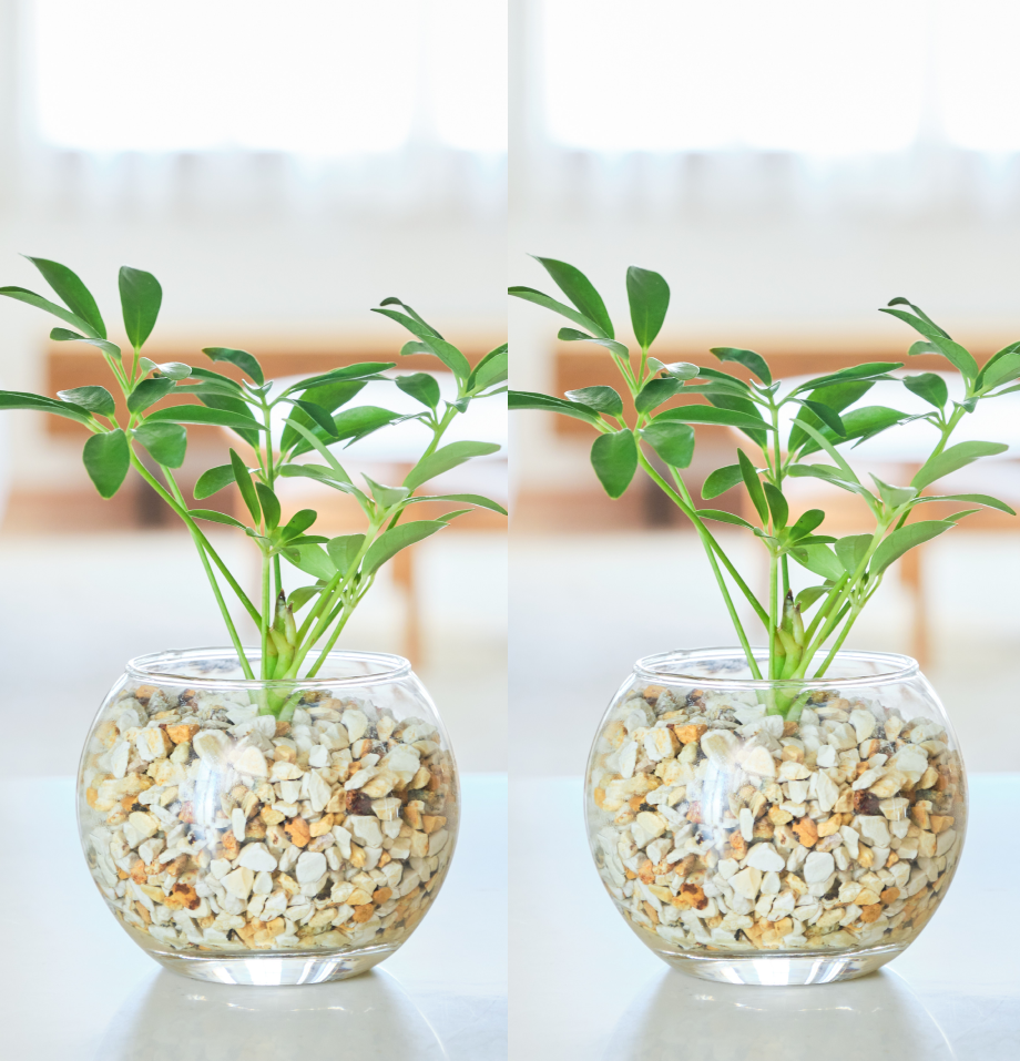 ガラスボールの育てるインテリア・選べる2点セット