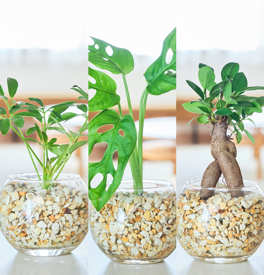 ガラスボールの育てるインテリア・選べる3点セット