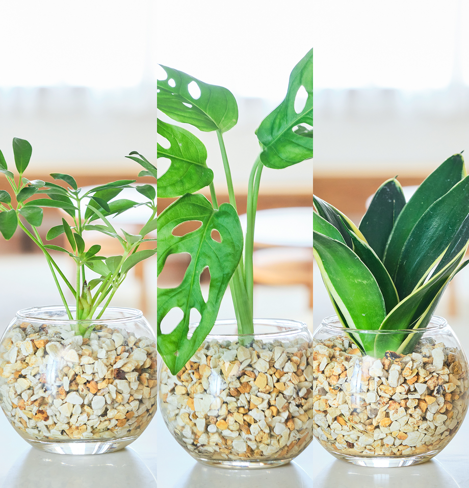 ガラスボールの育てるインテリア・選べる3点セット