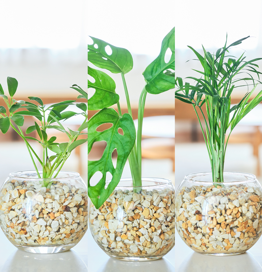 ガラスボールの育てるインテリア・選べる3点セット
