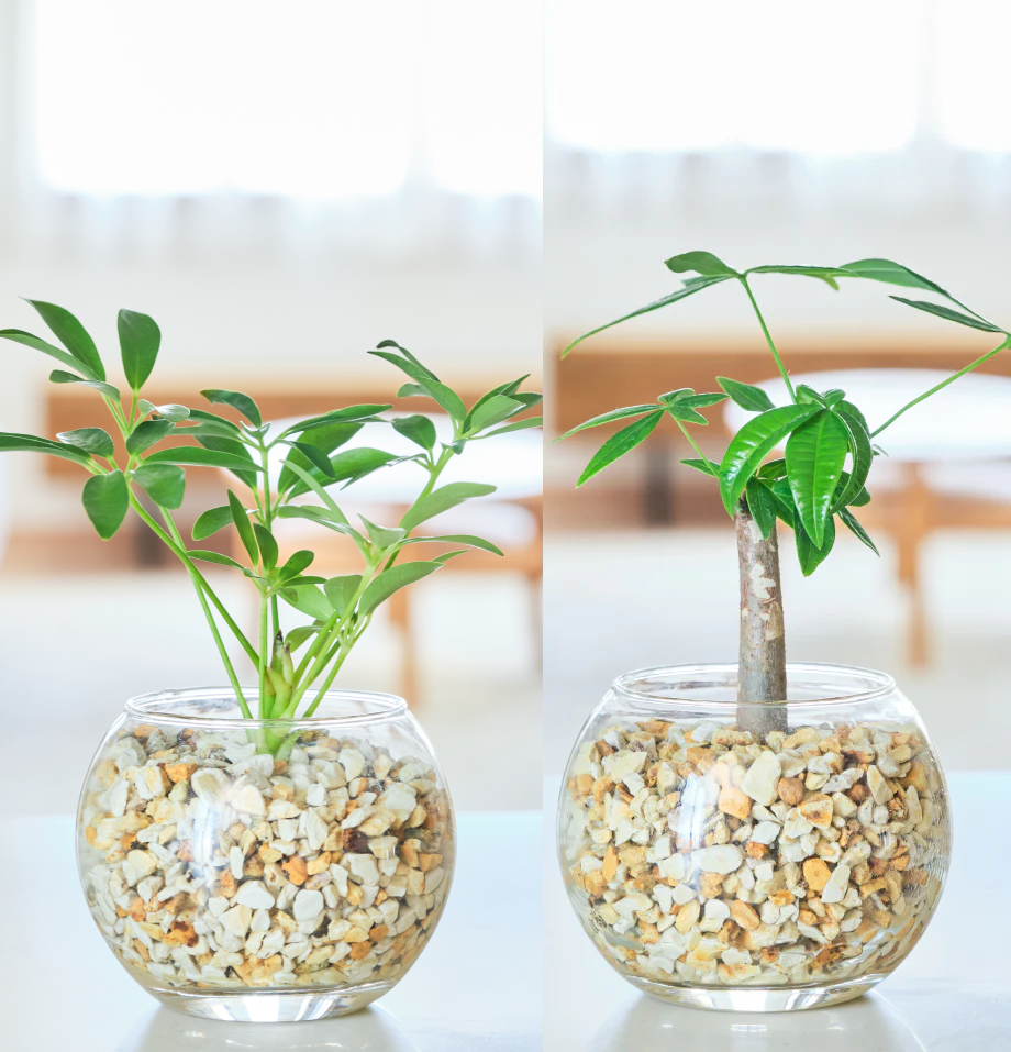ガラスボールの育てるインテリア・選べる2点セット