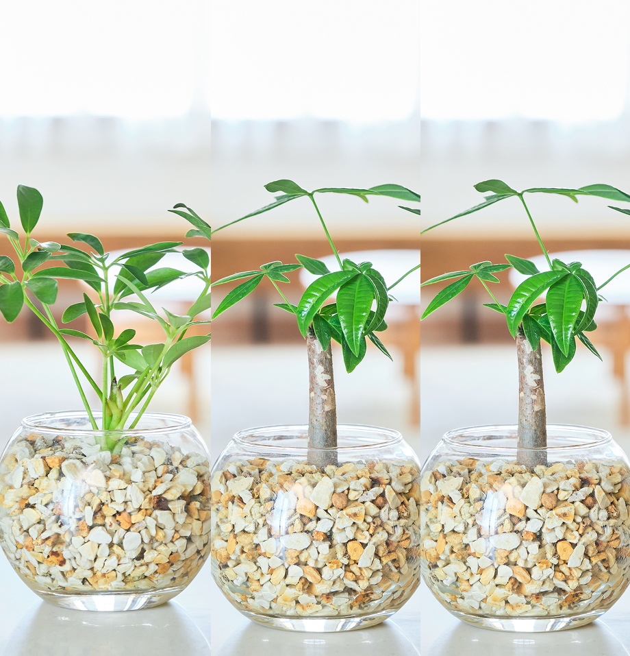 ガラスボールの育てるインテリア・選べる3点セット