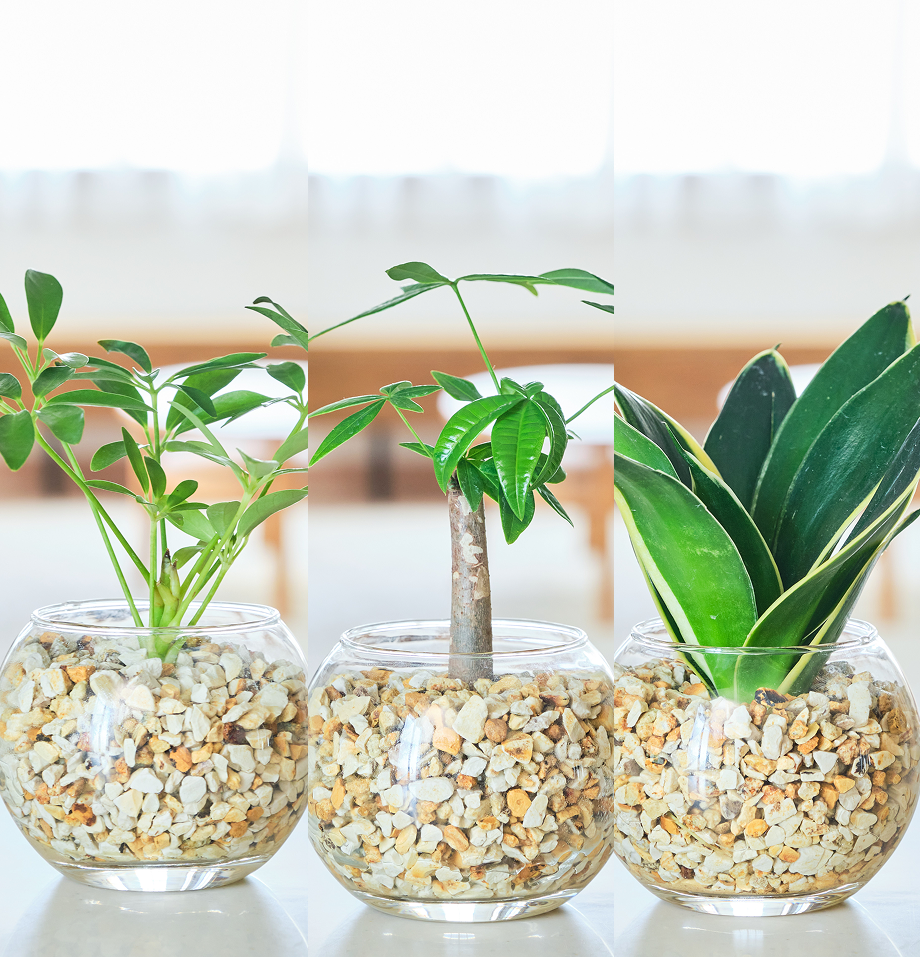 ガラスボールの育てるインテリア・選べる3点セット