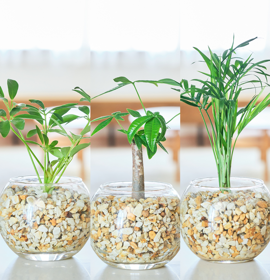ガラスボールの育てるインテリア・選べる3点セット