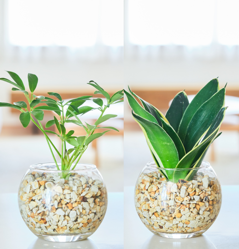 ガラスボールの育てるインテリア・選べる2点セット