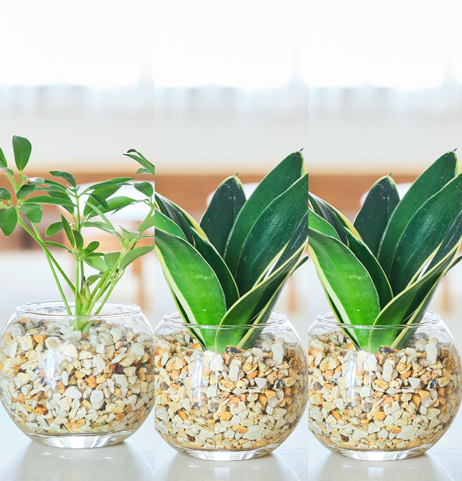 ガラスボールの育てるインテリア・選べる3点セット