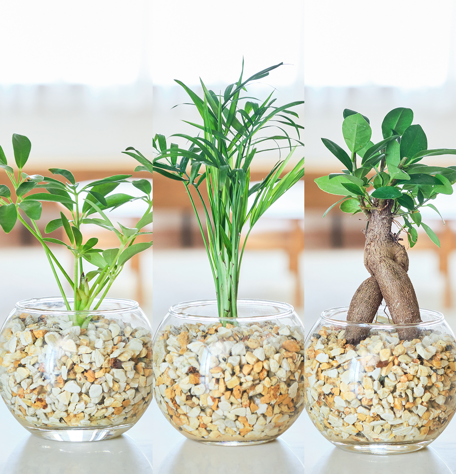 ガラスボールの育てるインテリア・選べる3点セット
