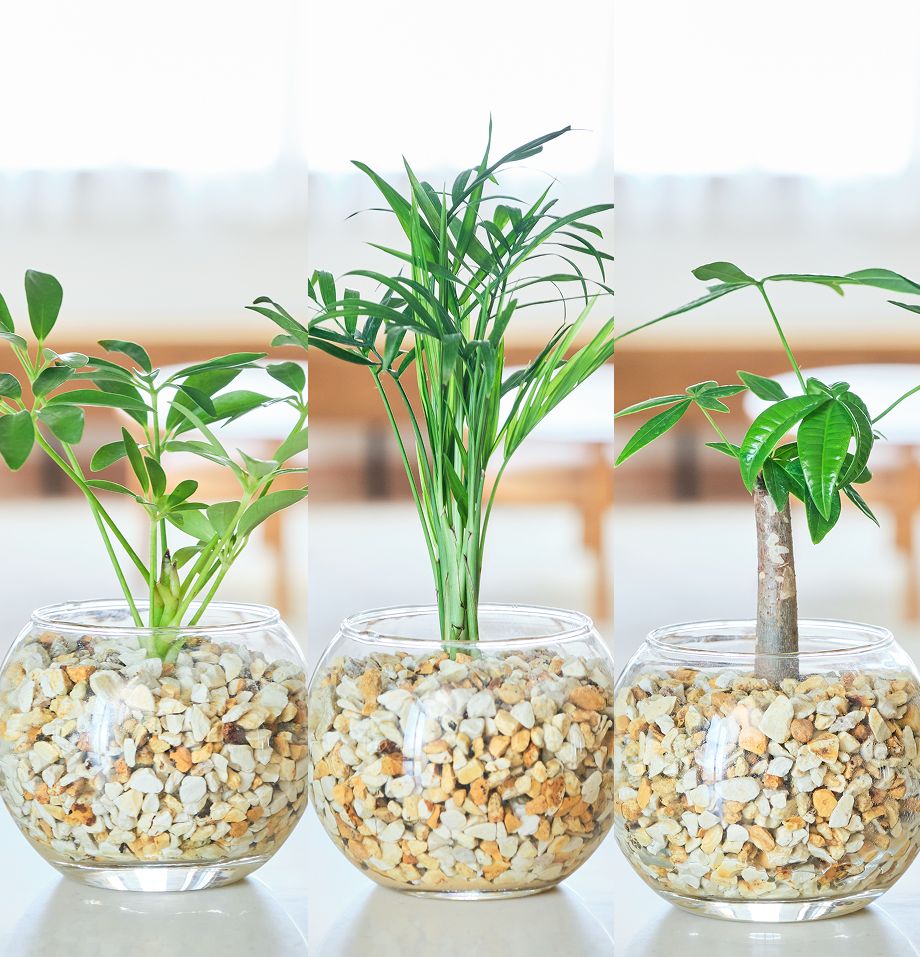 ガラスボールの育てるインテリア・選べる3点セット