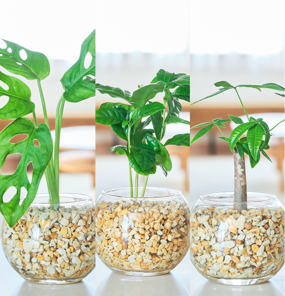 ガラスボールの育てるインテリア・選べる3点セット