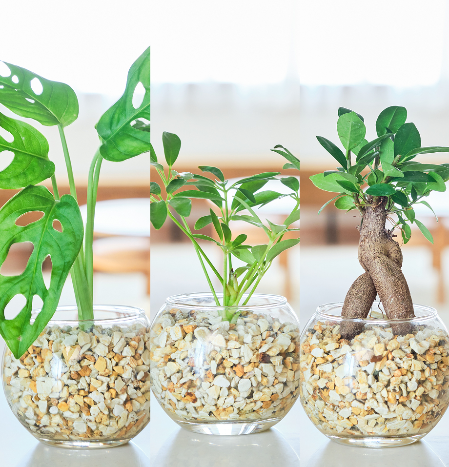 ガラスボールの育てるインテリア・選べる3点セット