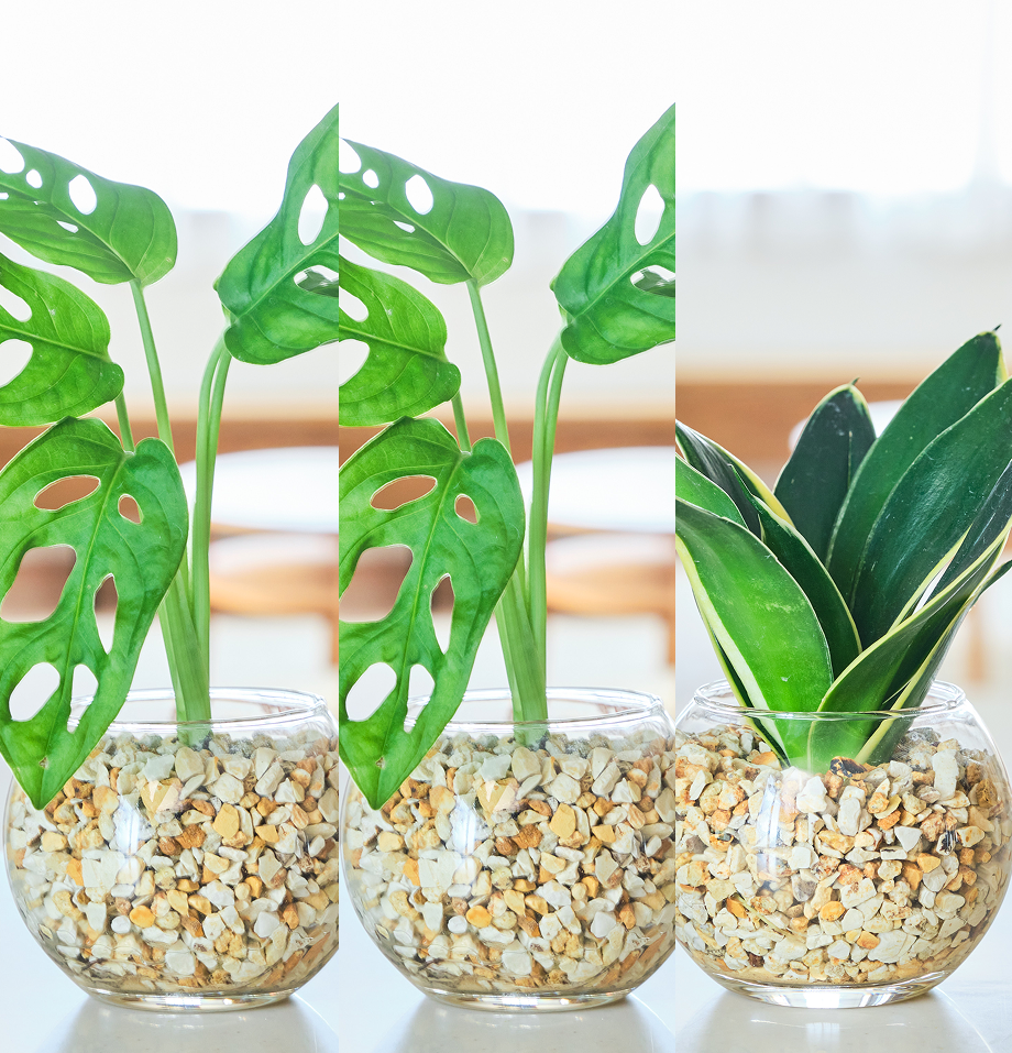 ガラスボールの育てるインテリア・選べる3点セット