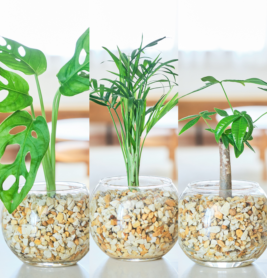 ガラスボールの育てるインテリア・選べる3点セット