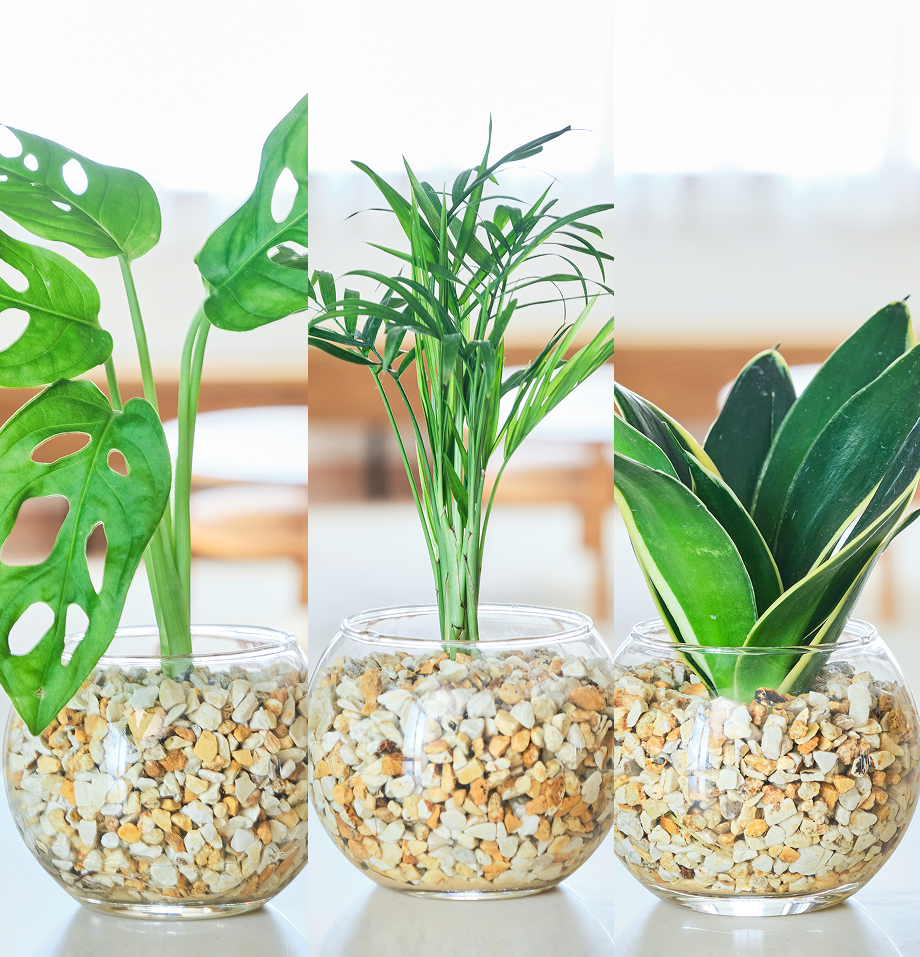 ガラスボールの育てるインテリア・選べる3点セット