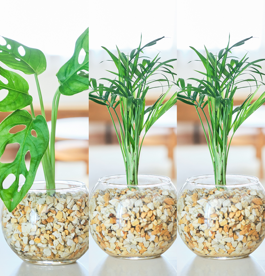 ガラスボールの育てるインテリア・選べる3点セット
