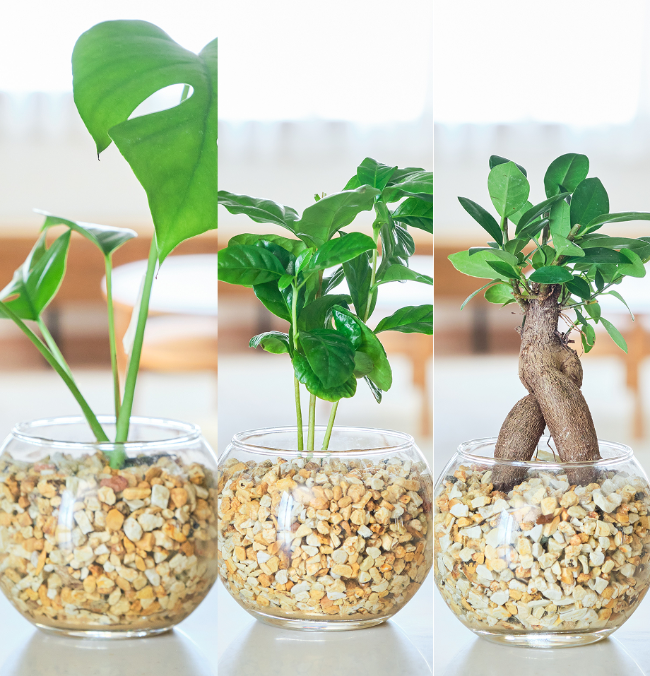 ガラスボールの育てるインテリア・選べる3点セット