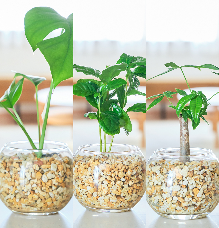 ガラスボールの育てるインテリア・選べる3点セット