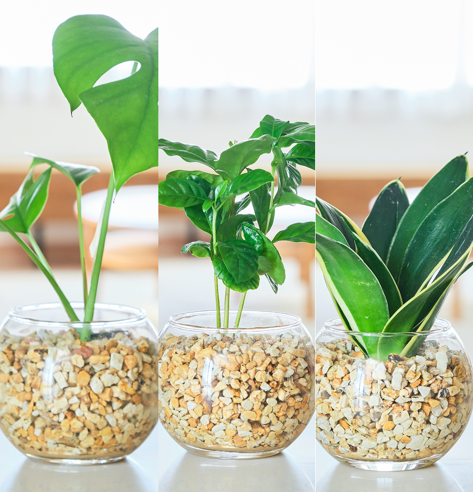 ガラスボールの育てるインテリア・選べる3点セット