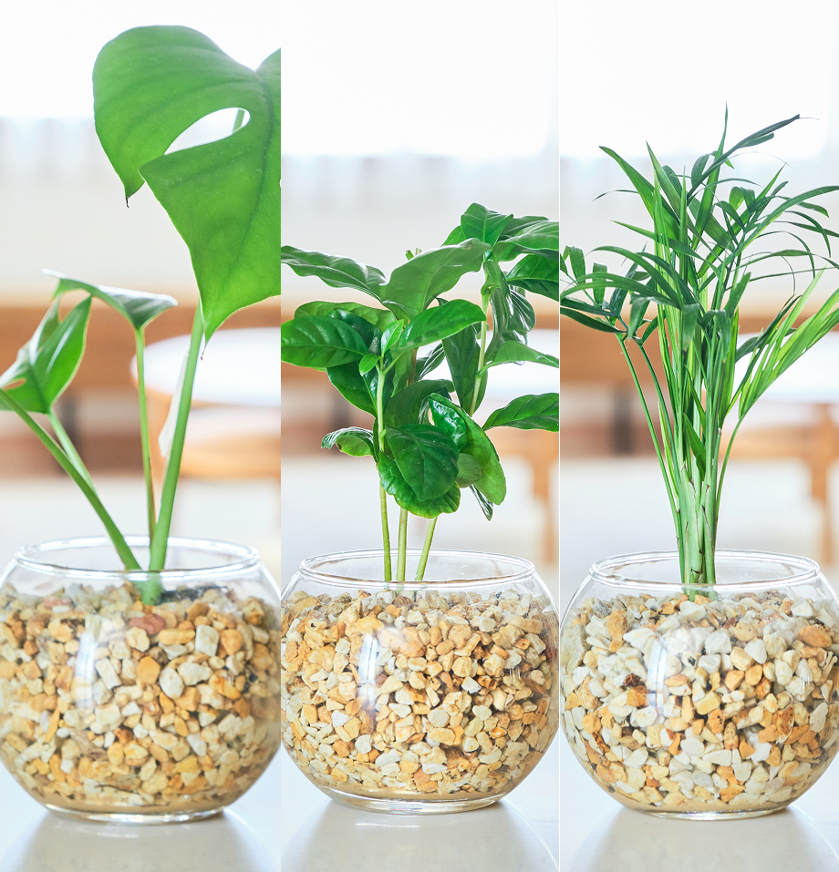 ガラスボールの育てるインテリア・選べる3点セット
