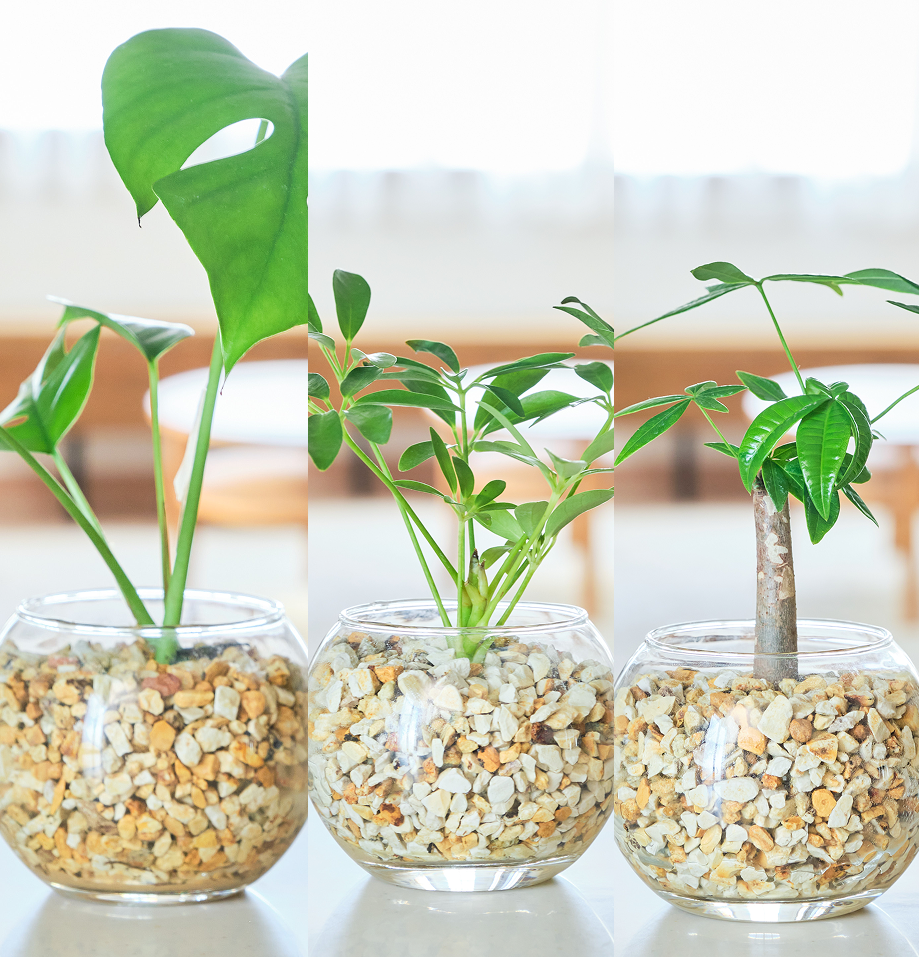 ガラスボールの育てるインテリア・選べる3点セット