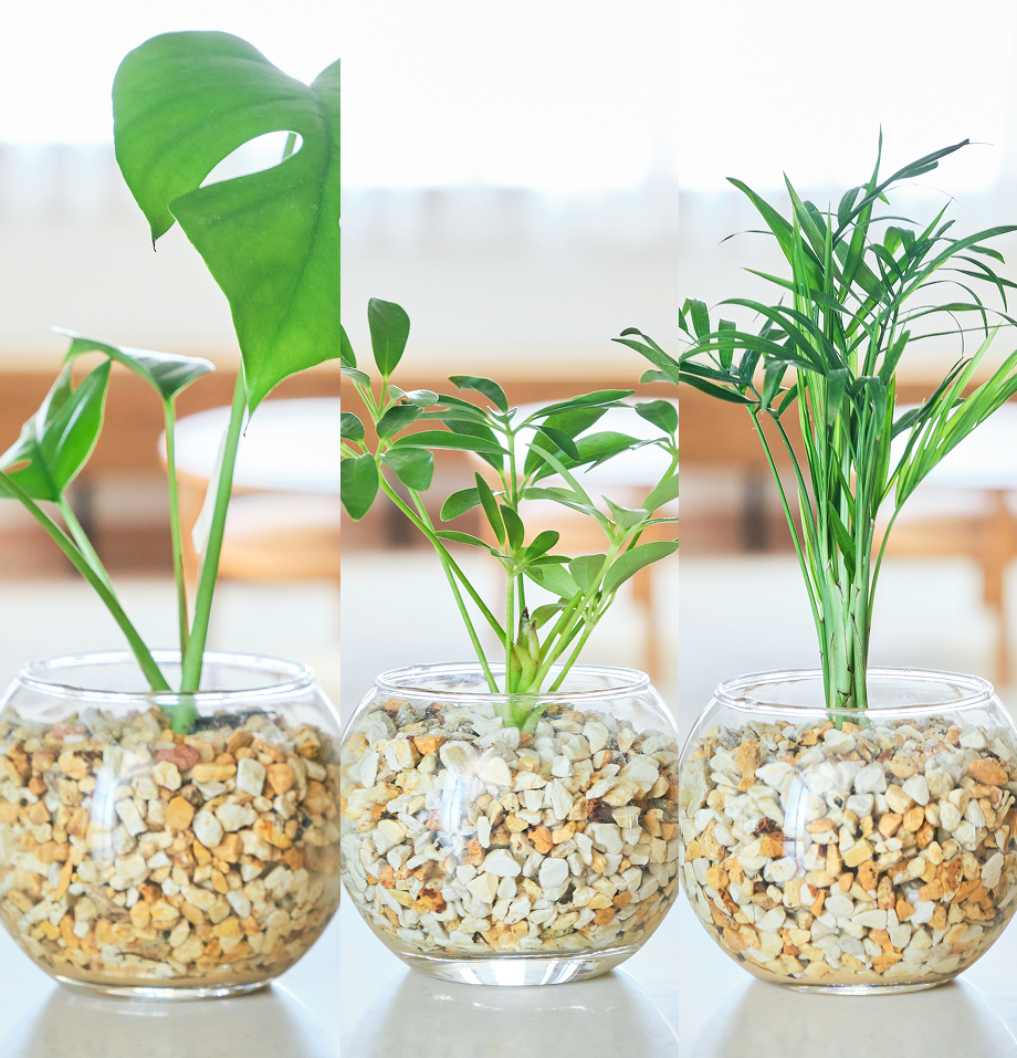 ガラスボールの育てるインテリア・選べる3点セット