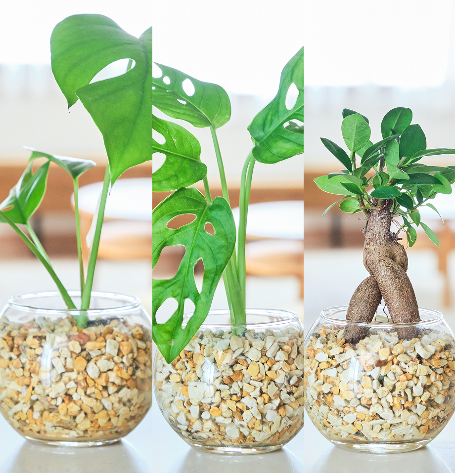 ガラスボールの育てるインテリア・選べる3点セット