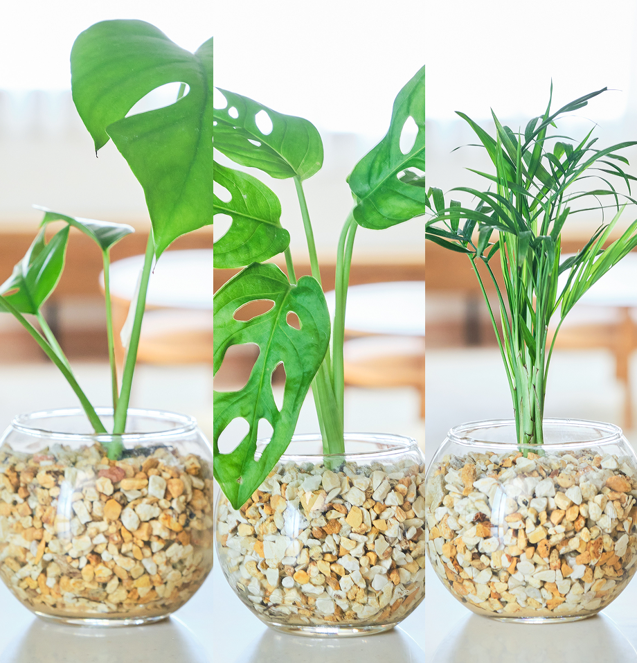 ガラスボールの育てるインテリア・選べる3点セット