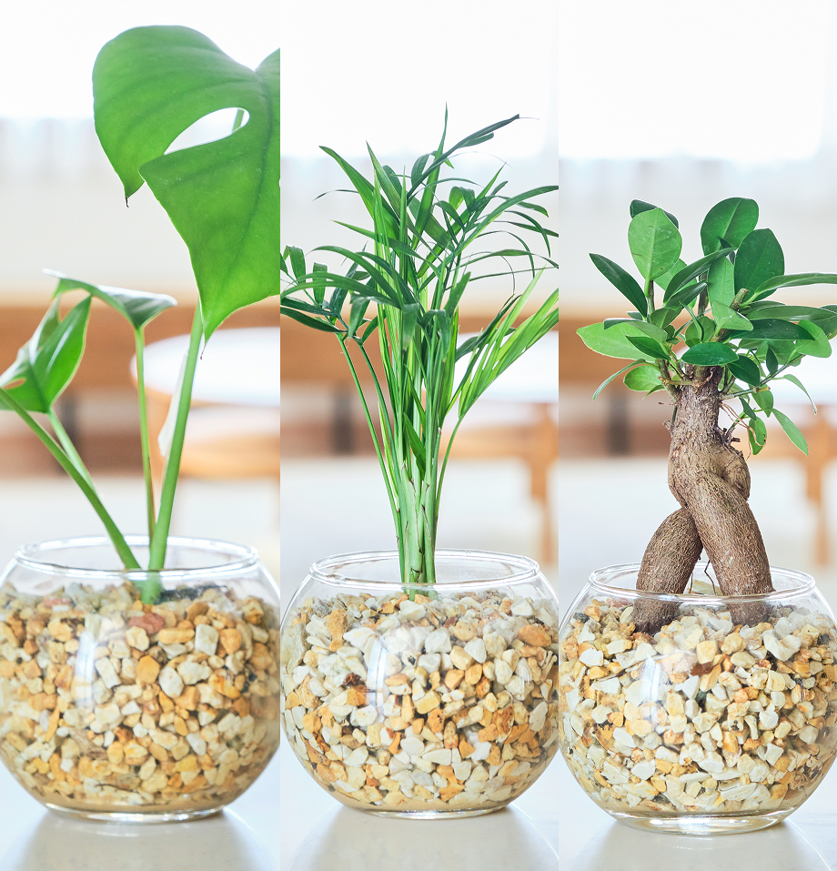 ガラスボールの育てるインテリア・選べる3点セット