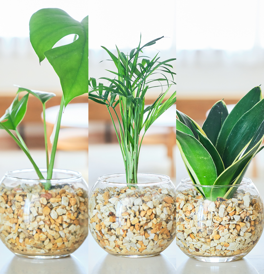 ガラスボールの育てるインテリア・選べる3点セット