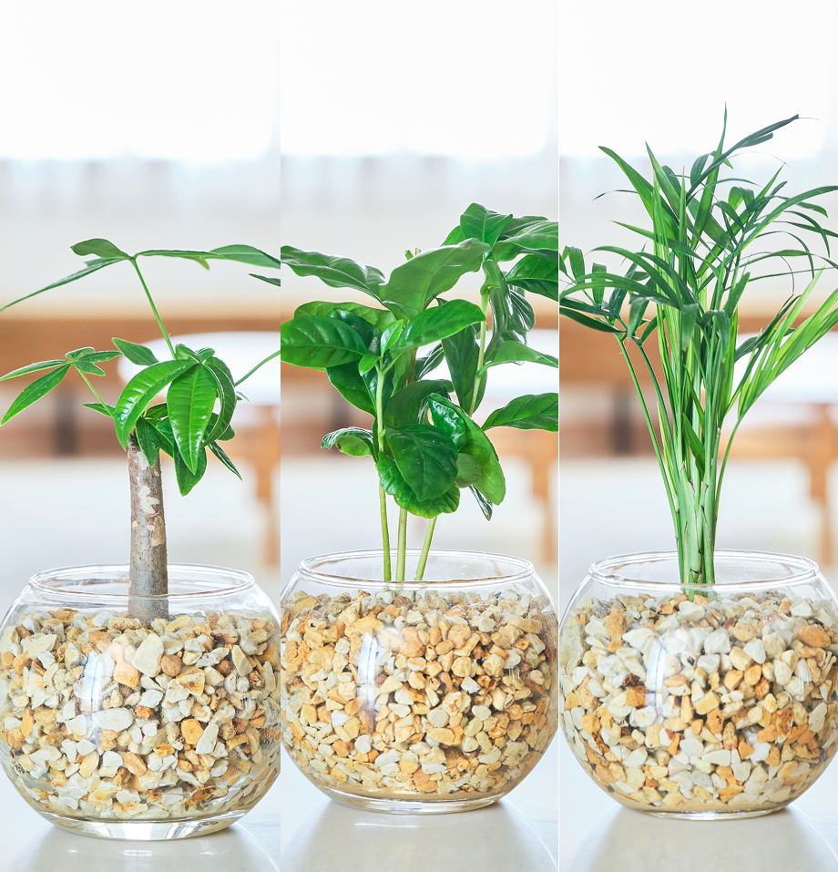 ガラスボールの育てるインテリア・選べる3点セット