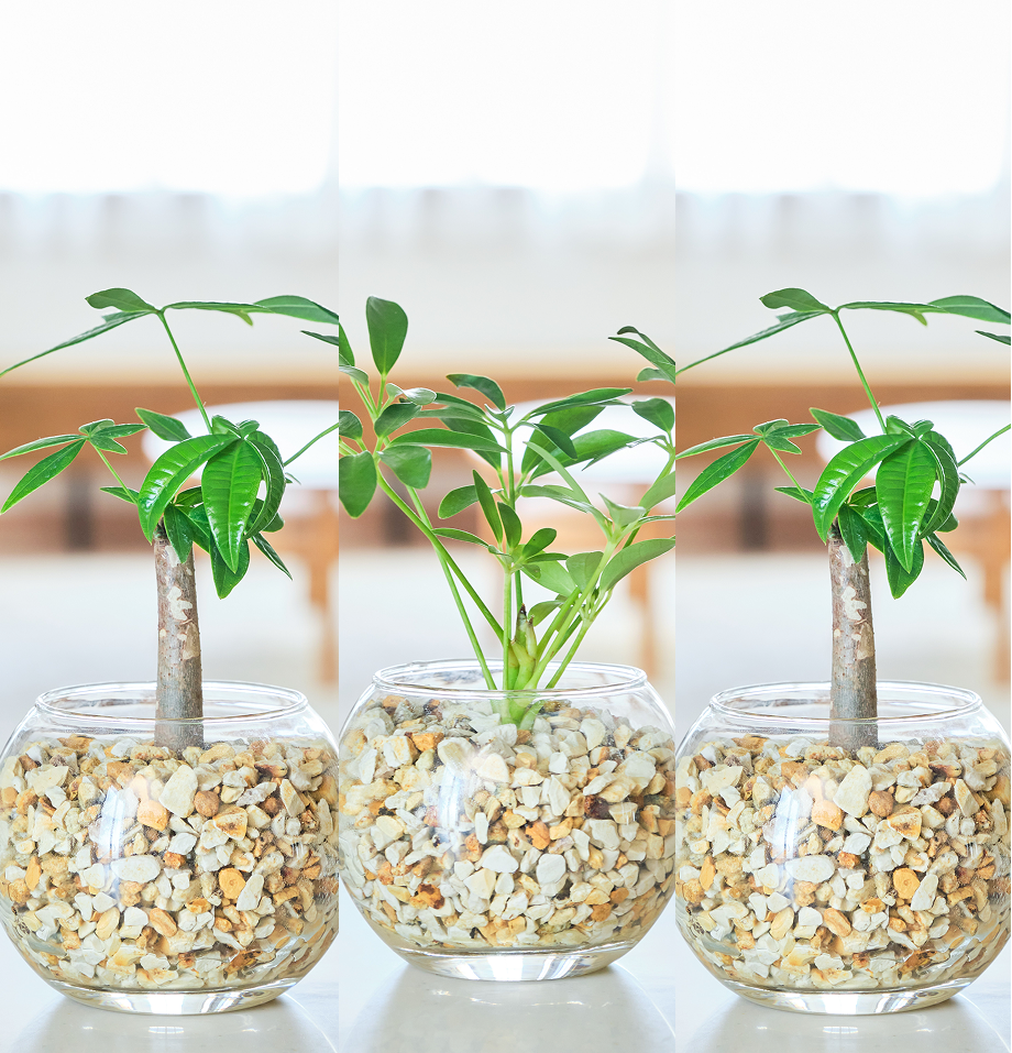 ガラスボールの育てるインテリア・選べる3点セット