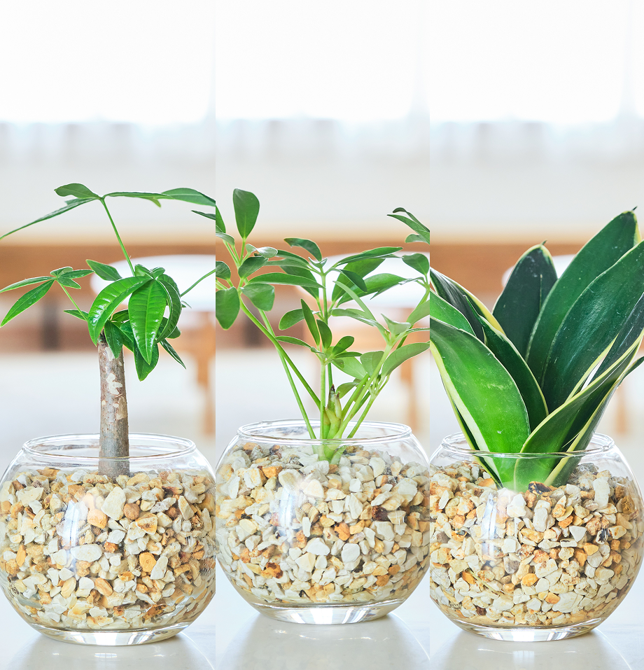 ガラスボールの育てるインテリア・選べる3点セット