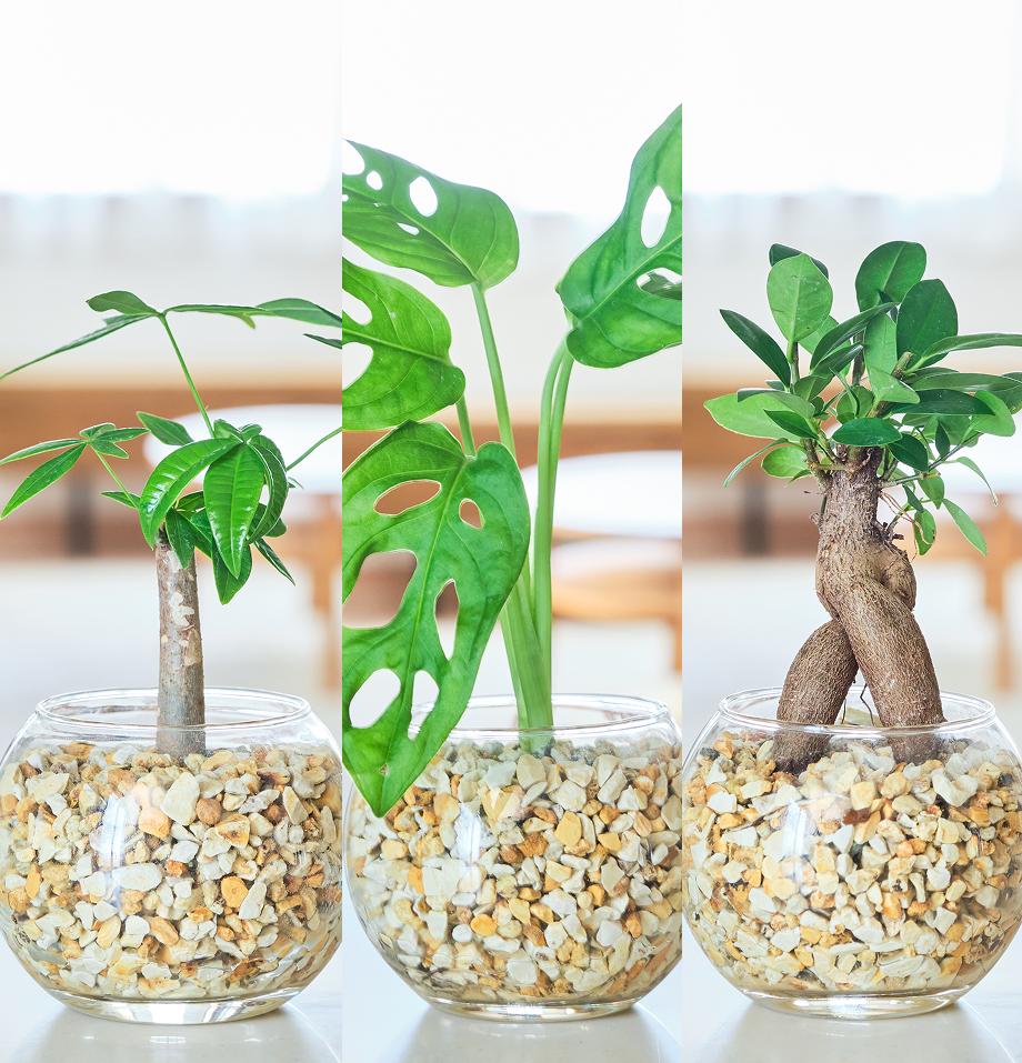 ガラスボールの育てるインテリア・選べる3点セット