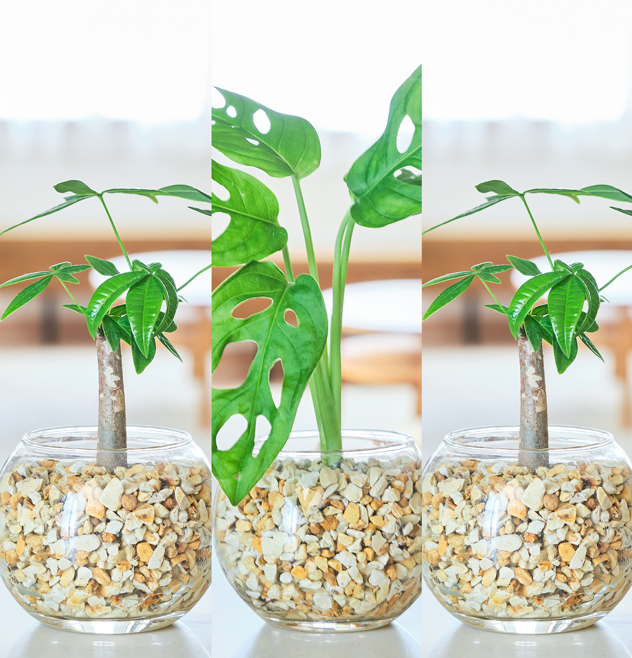 ガラスボールの育てるインテリア・選べる3点セット