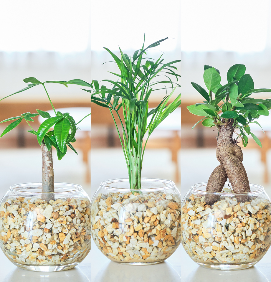 ガラスボールの育てるインテリア・選べる3点セット